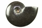 Black Polished Ammonite Fossils - 2 to 2 1/2" Size - Photo 3